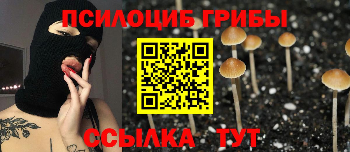 Галлюциногенные грибы Psilocybine cubensis  Галлюциногенные грибы прущие грибы  Вход с VPN  Осинники 